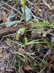 Pterostylis longifolia
