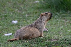Marmota himalayana