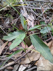 Pterostylis longifolia
