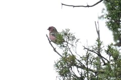 Carpodacus dubius