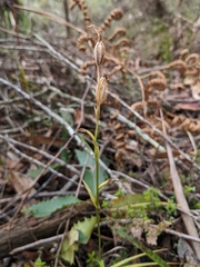 Pterostylis longifolia