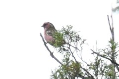 Carpodacus dubius