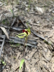 Caladenia stricta