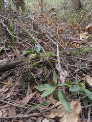 Pterostylis longifolia