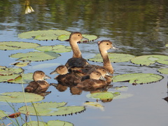 Dendrocygna javanica