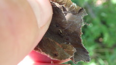 Dictyna coloradensis