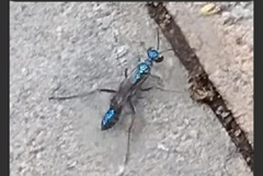 Chalybion bengalense