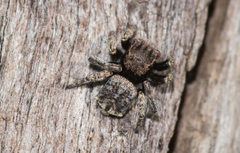 Maratus vespertilio