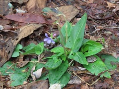 Viola mandshurica