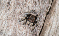 Maratus vespertilio