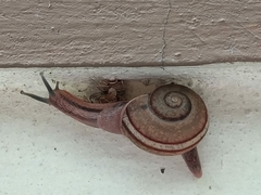 Ariophanta exilis