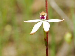 Caladenia cucullata
