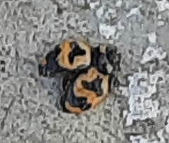 Coccinella transversalis