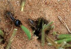 Hodotermes mossambicus