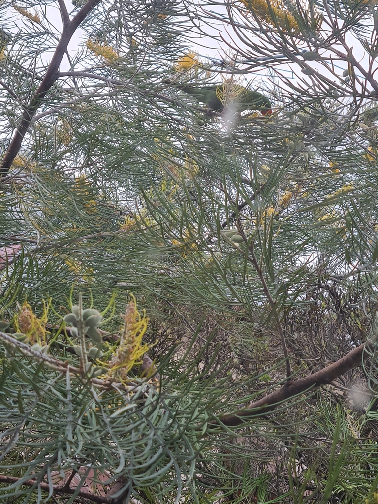 Trichoglossus chlorolepidotus from Windsor on 2022년 10월 10일 (월) at 04:28 오후 by Nathaniel Xggum · iNaturalist... 