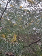 Trichoglossus chlorolepidotus