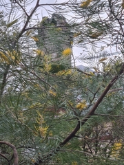 Trichoglossus chlorolepidotus