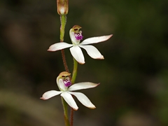 Caladenia cucullata