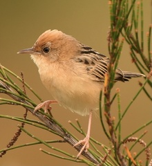 Cisticola exilis