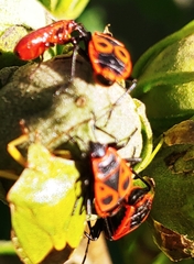 Pyrrhocoris apterus