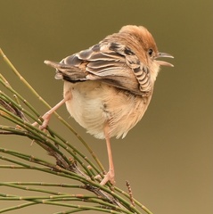 Cisticola exilis