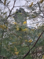 Trichoglossus chlorolepidotus