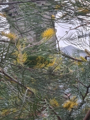 Trichoglossus chlorolepidotus