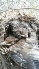 Turdus merula
