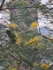 Trichoglossus chlorolepidotus