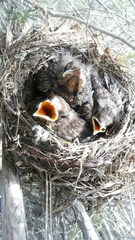 Turdus merula