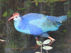 Porphyrio poliocephalus