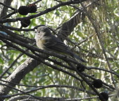 Pachycephala fuliginosa
