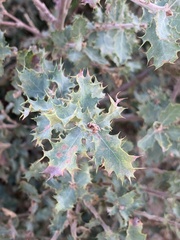 Quercus john-tuckeri