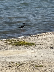 Himantopus mexicanus knudseni