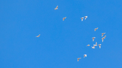 Columba livia domestica