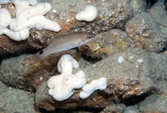 Ctenolabrus rupestris