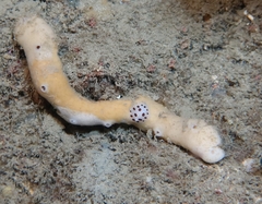 Peltodoris atromaculata