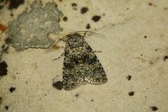 Polymixis flavicincta