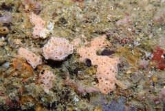 Hemimycale columella