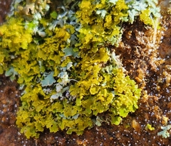 Xanthomendoza ulophyllodes