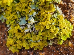 Xanthomendoza ulophyllodes