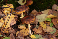 Armillaria borealis