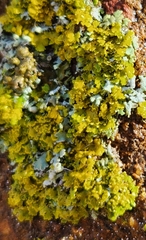 Xanthomendoza ulophyllodes