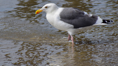Larus occidentalis