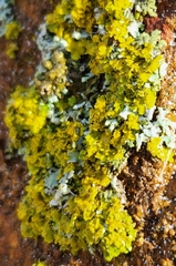 Xanthomendoza ulophyllodes