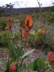 Angophora hispida