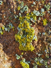 Xanthomendoza ulophyllodes