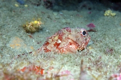 Scorpaena notata