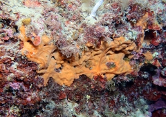 Spirastrella cunctatrix