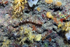 Tripterygion delaisi